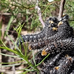 Perga sp. (genus) at O'Connor, ACT - 22 Sep 2020 12:40 PM