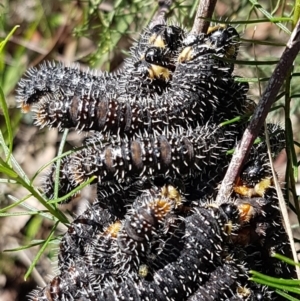 Perga sp. (genus) at O'Connor, ACT - 22 Sep 2020 12:40 PM