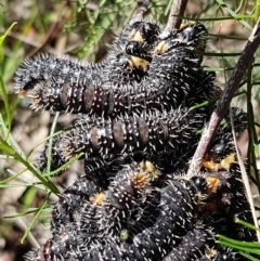 Perga sp. (genus) at O'Connor, ACT - 22 Sep 2020