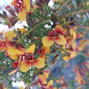 Dillwynia phylicoides at O'Connor, ACT - 22 Sep 2020