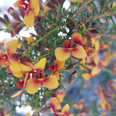 Dillwynia phylicoides (A Parrot-pea) at O'Connor, ACT - 22 Sep 2020 by trevorpreston