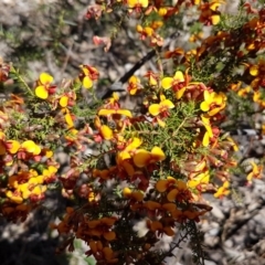 Dillwynia phylicoides at O'Connor, ACT - 22 Sep 2020