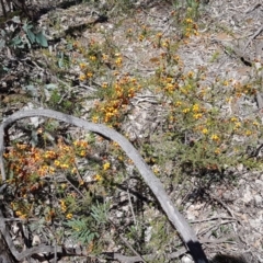 Dillwynia phylicoides at O'Connor, ACT - 22 Sep 2020