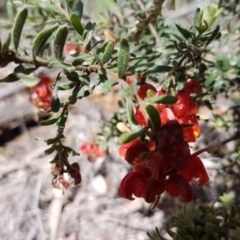 Grevillea alpina (Mountain Grevillea / Cat's Claws Grevillea) at O'Connor, ACT - 22 Sep 2020 by tpreston