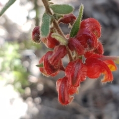 Grevillea alpina at O'Connor, ACT - 22 Sep 2020 12:42 PM