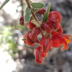 Grevillea alpina at O'Connor, ACT - 22 Sep 2020 12:42 PM