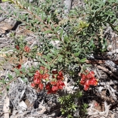 Grevillea alpina at O'Connor, ACT - 22 Sep 2020 12:42 PM