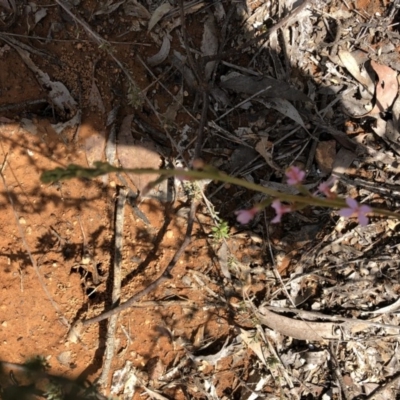 Stylidium sp. (Trigger Plant) at Bruce, ACT - 22 Sep 2020 by LeafBird