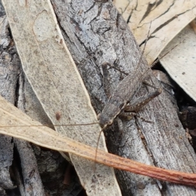 Eurepa marginipennis (Mottled bush cricket) at Dryandra St Woodland - 22 Sep 2020 by tpreston