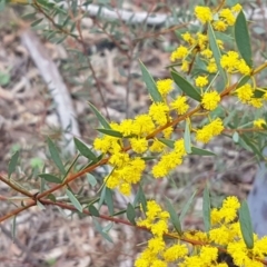 Acacia buxifolia subsp. buxifolia (Box-leaf Wattle) at O'Connor, ACT - 22 Sep 2020 by tpreston