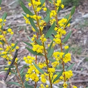 Acacia buxifolia subsp. buxifolia at O'Connor, ACT - 22 Sep 2020