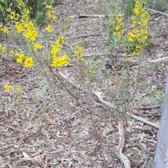 Acacia buxifolia subsp. buxifolia at O'Connor, ACT - 22 Sep 2020