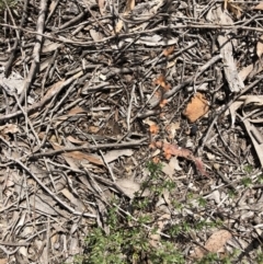 Gaudium multicaule (Teatree) at Bruce Ridge - 22 Sep 2020 by LeafBird