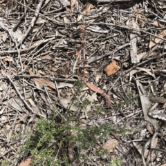 Gaudium multicaule at Bruce, ACT - 22 Sep 2020 01:00 PM