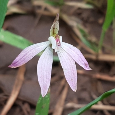 Caladenia fuscata (Dusky Fingers) at O'Connor, ACT - 22 Sep 2020 by trevorpreston