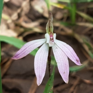 Caladenia fuscata at O'Connor, ACT - 22 Sep 2020