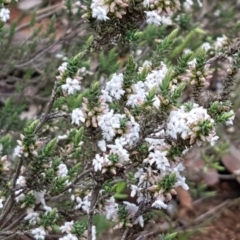 Styphelia attenuata (Small-leaved Beard Heath) at O'Connor, ACT - 22 Sep 2020 by trevorpreston