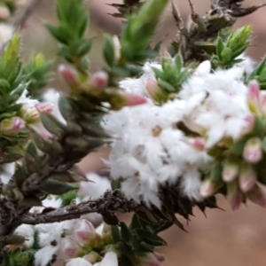 Styphelia attenuata at O'Connor, ACT - 22 Sep 2020