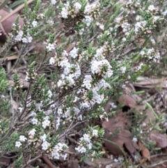 Styphelia attenuata at O'Connor, ACT - 22 Sep 2020