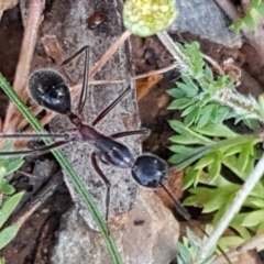 Camponotus intrepidus (Flumed Sugar Ant) at O'Connor, ACT - 22 Sep 2020 by tpreston