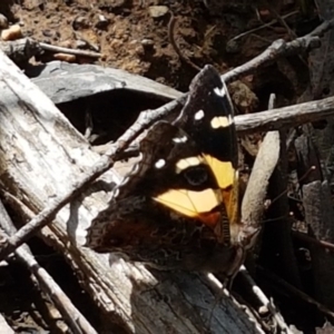 Vanessa itea at O'Connor, ACT - 22 Sep 2020 12:56 PM