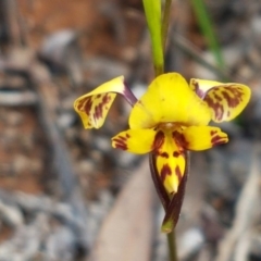 Diuris nigromontana (Black Mountain Leopard Orchid) at O'Connor, ACT - 22 Sep 2020 by tpreston