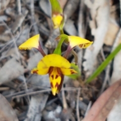 Diuris nigromontana at O'Connor, ACT - 22 Sep 2020