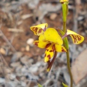 Diuris nigromontana at O'Connor, ACT - 22 Sep 2020