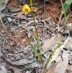 Diuris nigromontana at O'Connor, ACT - 22 Sep 2020