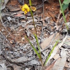 Diuris nigromontana at O'Connor, ACT - 22 Sep 2020