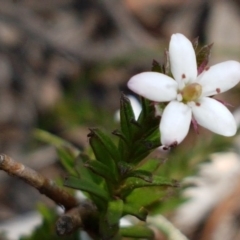 Rhytidosporum procumbens (White Marianth) at Dryandra St Woodland - 22 Sep 2020 by tpreston