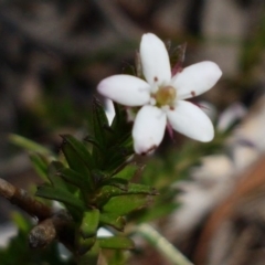 Rhytidosporum procumbens at O'Connor, ACT - 22 Sep 2020