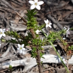 Rhytidosporum procumbens at O'Connor, ACT - 22 Sep 2020 12:58 PM