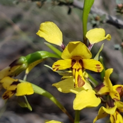 Diuris nigromontana (Black Mountain Leopard Orchid) at Dryandra St Woodland - 22 Sep 2020 by tpreston