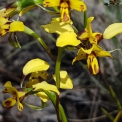 Diuris nigromontana at O'Connor, ACT - 22 Sep 2020