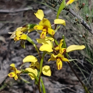 Diuris nigromontana at O'Connor, ACT - suppressed