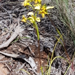 Diuris nigromontana at O'Connor, ACT - suppressed