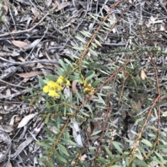 Acacia buxifolia subsp. buxifolia (Box-leaf Wattle) at Bruce Ridge - 22 Sep 2020 by LeafBird