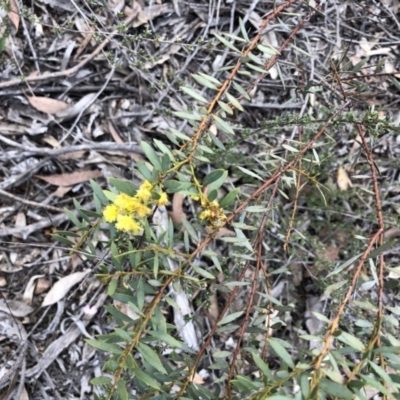 Acacia buxifolia subsp. buxifolia (Box-leaf Wattle) at Bruce, ACT - 22 Sep 2020 by Goldtuft864