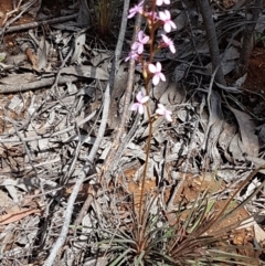 Stylidium graminifolium (Grass Triggerplant) at Dryandra St Woodland - 22 Sep 2020 by tpreston