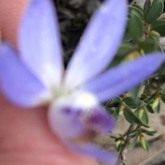 Cyanicula caerulea (Blue Fingers, Blue Fairies) at Bruce, ACT - 22 Sep 2020 by Goldtuft864