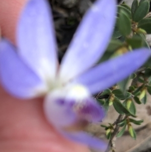 Cyanicula caerulea at Bruce, ACT - 22 Sep 2020