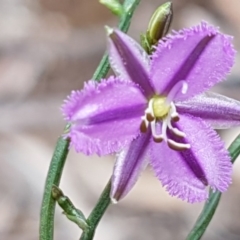Thysanotus patersonii (Twining Fringe Lily) at Dryandra St Woodland - 22 Sep 2020 by tpreston