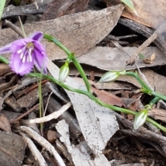 Thysanotus patersonii at O'Connor, ACT - 22 Sep 2020