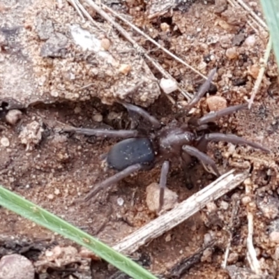 Gnaphosidae (family) (Ground spider) at Dryandra St Woodland - 22 Sep 2020 by tpreston
