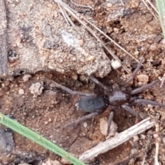 Gnaphosidae (family) at O'Connor, ACT - 22 Sep 2020