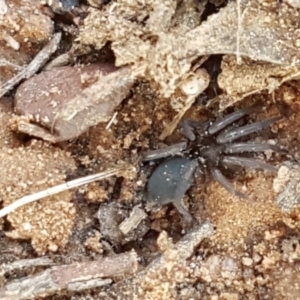 Gnaphosidae (family) at O'Connor, ACT - 22 Sep 2020
