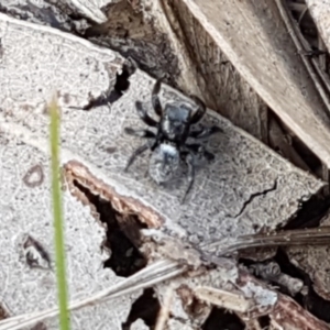 Salticidae sp. 'Golden palps' at O'Connor, ACT - 22 Sep 2020