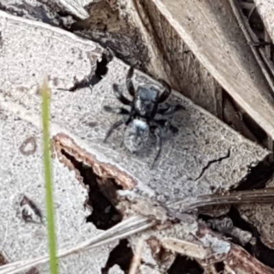 Salticidae sp. 'Golden palps' (Unidentified jumping spider) at Dryandra St Woodland - 22 Sep 2020 by tpreston