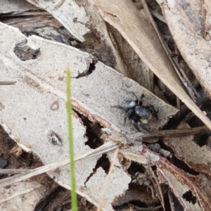 Salticidae sp. 'Golden palps' at O'Connor, ACT - 22 Sep 2020